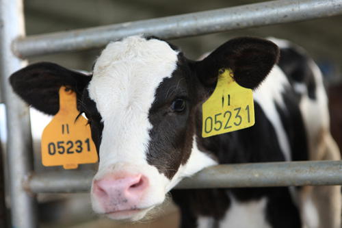 河南奶牛的RFID信息管理