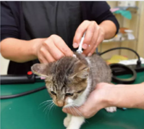 日本制定新法：宠物猫狗要义务植入RFID芯片