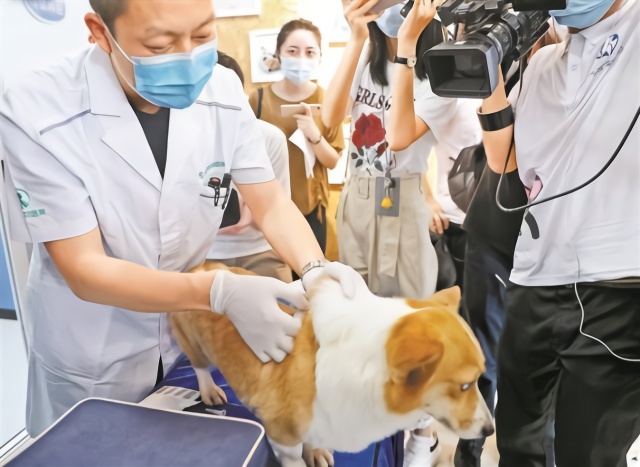 深圳宣布免费为登记犬只植入RFID芯片